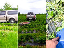 Полпред хабаровского губернатора уволился за день до того, как напал на клубничное хозяйство