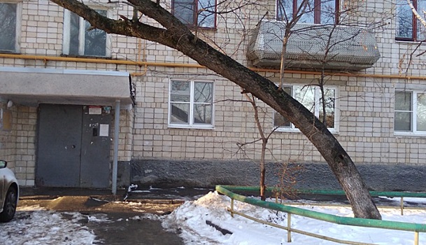 Аварийное дерево наводит страх на жителей одной из ростовских многоэтажек