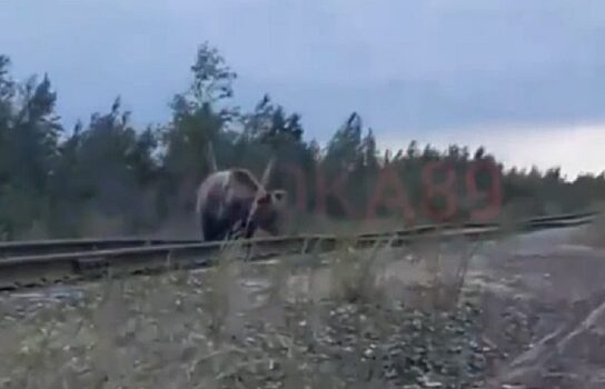На Ямале любительница адреналина устроила погоню за медведем