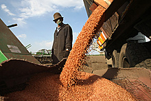 ФАС увидела опасность в доминировании иностранцев на российском рынке семян