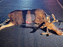 Под Рязанью у Полкова LADA Granta сбила лося вечером 6 августа