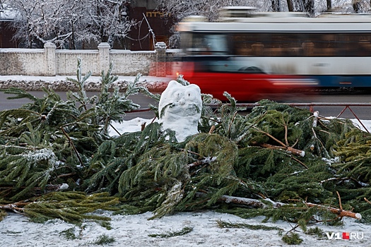 «Я их обратно в землю закопаю»: волгоградец собирает выброшенные новогодние ёлки