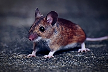 Накануне года Крысы костромичи заболевают «мышиной лихорадкой»