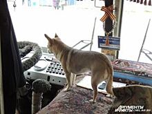 Покупать ли билет на собаку в автобусе?