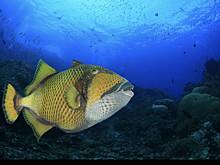 Рыба-триггер дважды набросилась на россиянина на Мальдивах