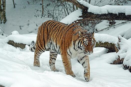 Почти 30 собак утащил за зиму тигр в одном из приморских сел