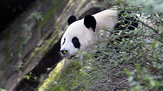 Национальный заповедник больших панд появится в Китае
