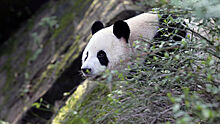 В "Ночь кино" в Московском зоопарке покажут фильм о пандах
