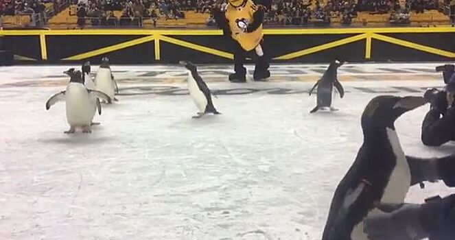 В матче НХЛ на лед выпустили пингвинов