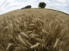 СМИ: координационный "зерновой центр" в Стамбуле возглавит турецкий адмирал