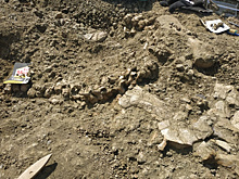 Палеонтологи в Оренбургской области нашли скелет детеныша плезиозавра