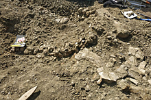Палеонтологи в Оренбургской области нашли скелет детеныша плезиозавра