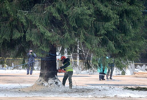 Более 180 аварийных деревьев убрали в лесах Подмосковья в феврале