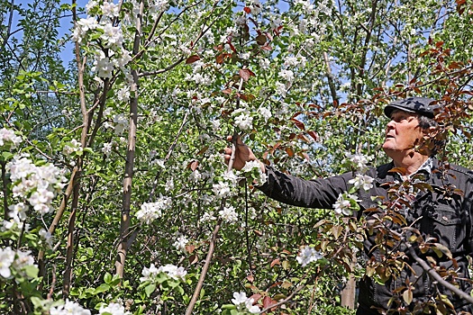 Знаменитый яблоневый сад в Екатеринбурге может не пережить лето