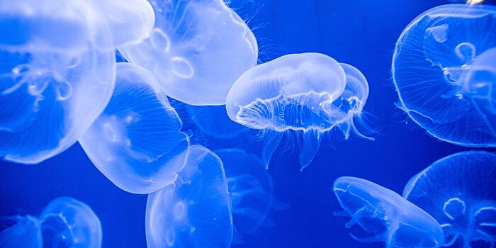 Ученый назвал причины увеличения числа медуз в Азовском и Черном морях