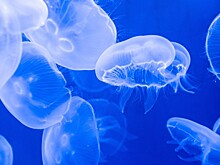 Ученый назвал причины увеличения числа медуз в Азовском и Черном морях