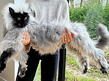 Кот с внешностью лемура покорил соцсети