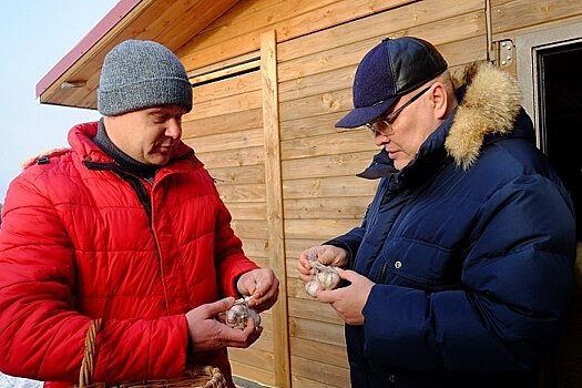 Даёшь больше чеснока! Главе Оричевского района поручено найти участок под развивающееся овощное хозяйство