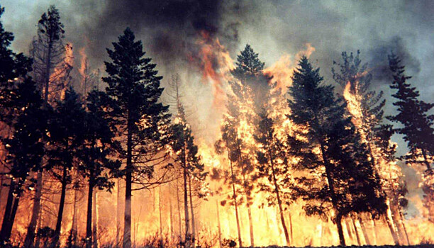Ученые: через 50 лет в Карелию придут страшные лесные пожары