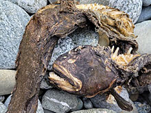 Странное существо выбросило на берег в США