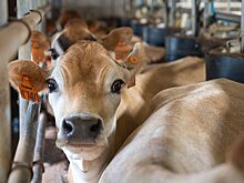 В Минсельхозе Подмосковья напомнили о важности вакцинации животных