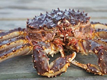 Российские учёные впервые определили уровень гормонов у камчатских крабов