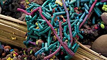 В Сколтехе выявили роль случая в возникновении бактерий, устойчивых к антибиотикам
