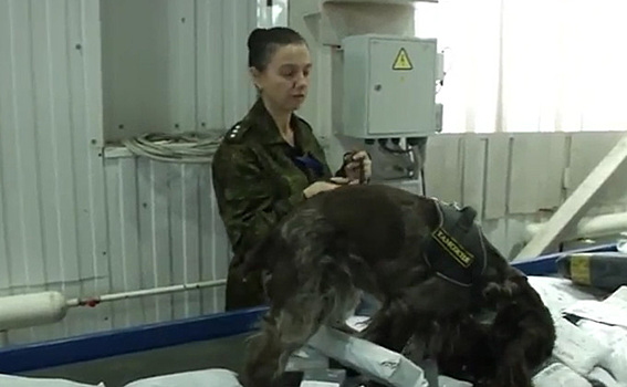 Люди и спаниели проверяют 90 тысяч посылок в сутки в Толмачево