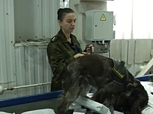 Люди и спаниели проверяют 90 тысяч посылок в сутки в Толмачево