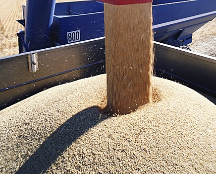 Южноуральские аграрии будут выращивать больше пшеницы твердых сортов