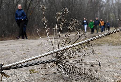 Дачников обяжут бороться с борщевиком