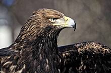 Россияне спасли подстреленного краснокнижного орла-могильника