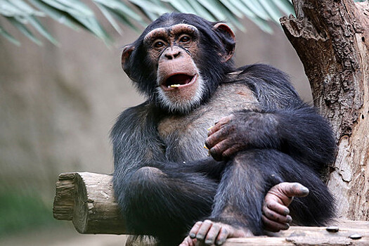 Зоологи выяснили, что обезьяны узнают знакомые лица даже в масках
