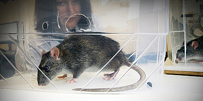 Нюх на болезнь. Как ученые из Ростова-на-Дону учат крыс распознавать рак
