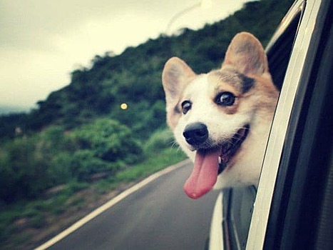 Почему собаки высовывают голову в окно автомобиля при движении?