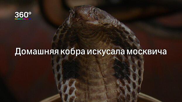 Красноярского школьника после прохождения квеста укусила змея