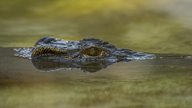В Индонезии крокодил утащил мужчину во время купания на глазах у семьи