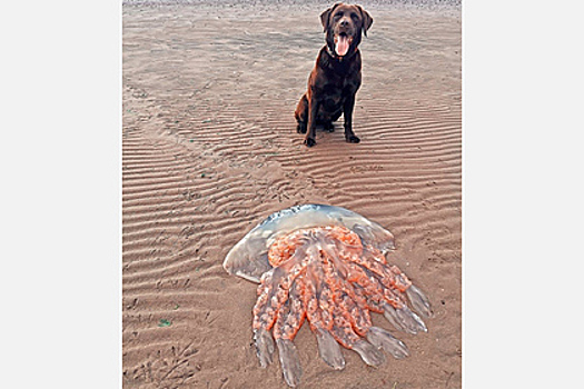 Гигантскую медузу размером с лабрадора нашли на пляже