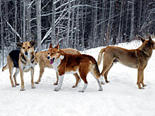 В одном из регионов Сибири приняли закон об эвтаназии бездомных животных
