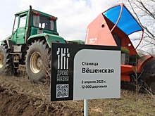 Более 12 тысяч сеянцев сосны высадили в Ростовской области