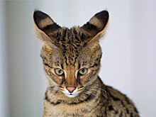 Сбежавший из квартиры кот лишил соседей гречки