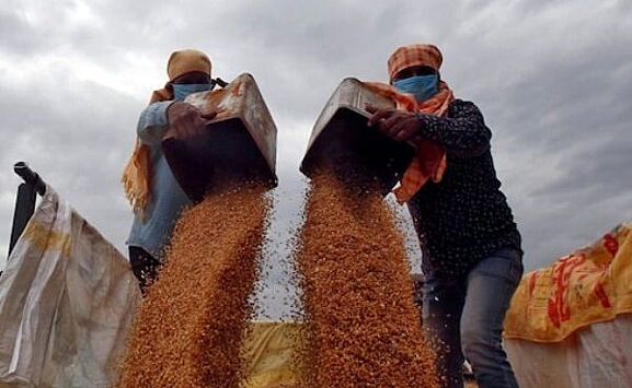 В Запорожье рассказали о продаже зерна в Северную Америку через третьи страны