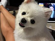 Русская девушка Джонни Деппа, вернувшаяся в Россию, раскрыла, поддерживает ли с ним связь