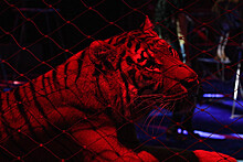Shot: в цирке Кисловодска тигрицы устроили драку во время представления