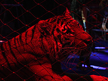 Shot: в цирке Кисловодска тигрицы устроили драку во время представления