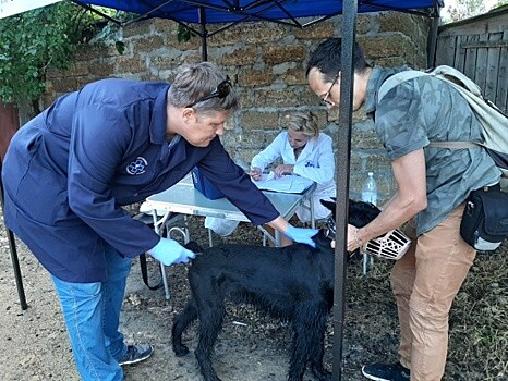 В Севастополе продолжается вакцинация собак и кошек