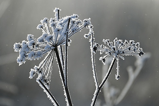 Вильфанд: На европейской части России прогнозируются заморозки