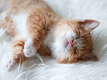 Как назвать кошку: 200+ кличек для котенка-девочки