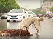 В Китае дворняга попыталась "оживить" погибшего на дороге хаски