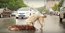 В Китае дворняга попыталась "оживить" погибшего на дороге хаски